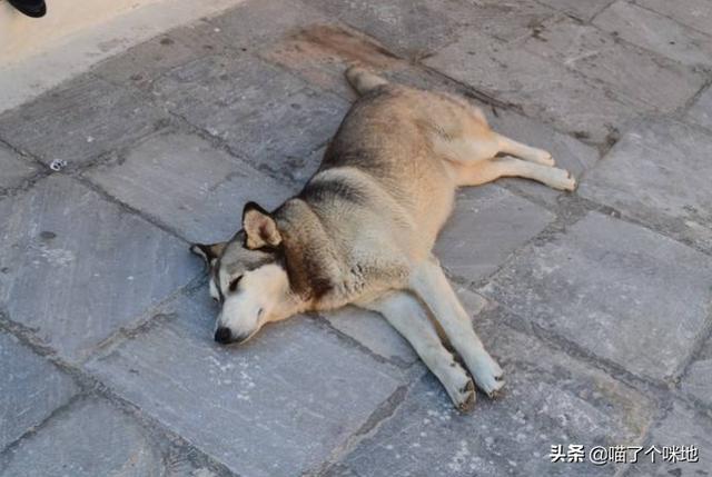 救助犬最后的遗言:为什么有些宠物收容所的宠物不被认领就要被安乐死？