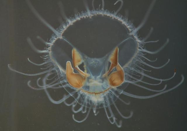 大熊猫误入水电站落水:海南的一口农家水井，为什么会出现大量6亿年前诞生的桃花水母？