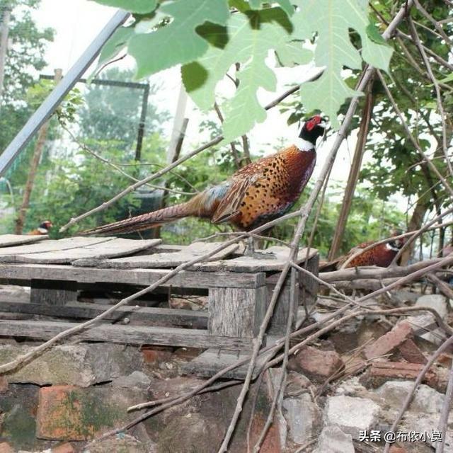 广西黑豚鼠养殖:农村特种养殖需要注意哪些问题？搞特种养殖是否可行？