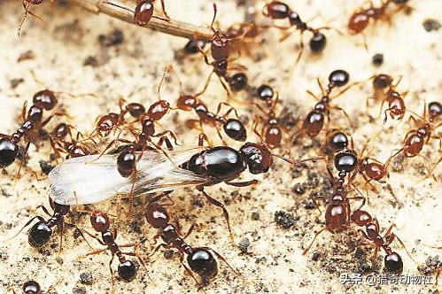 红火蚁有多厉害，什么蚂蚁可以抵抗红火蚁黄琼蚁和普通蚂蚁行吗