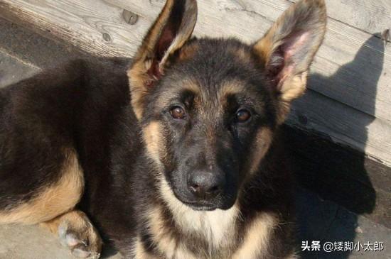 德牧犬能家养吗:德国牧羊犬适合农村看家护院吗？