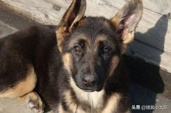 济宁德国牧羊犬俱乐部:德国牧羊犬适合农村看家护院吗？