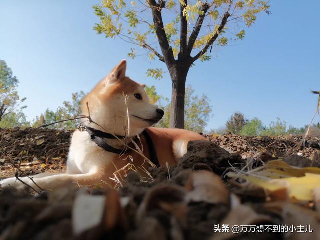 安贝犬粮价格:想请问下家里有养猫养狗的，都吃什么牌子的宠物粮，价位在多少？