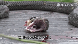 蓝长腺珊瑚蛇是眼镜蛇吗:什么东西能引起毒蛇暴躁咬人？