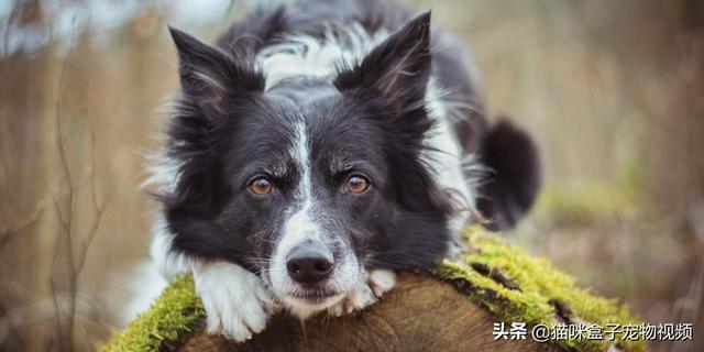 边界牧羊犬:边境牧羊犬价格多少钱一只 边境牧羊犬与其他狗狗相比，有什么优势？