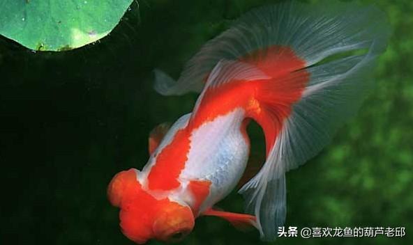 家用大鱼缸养鱼知识:鱼缸内该不该放水草？饲养观赏鱼后，水草对水质有没有影响？ 家庭鱼缸养鱼知识大全