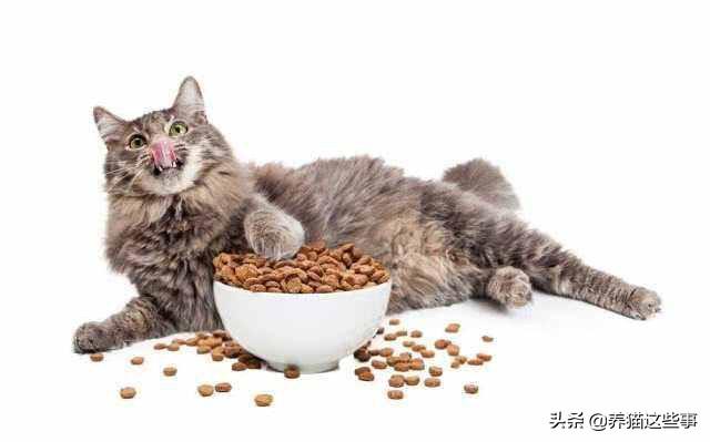 星际养猫指南百度网盘:如何低成本做一个自己的NAS？