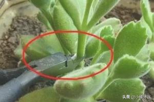 熊童子服盆:熊童子服盆期怎么浇水 多肉植物熊童子的养殖方法和注意事项？