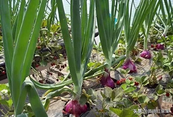 洋葱种植怎样才能达到高产