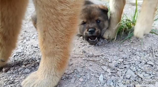 皮实好养警卫犬推荐:哪些品种狗狗的忠诚度很高？