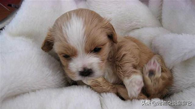 幼犬吃什么好:刚出生的小狗给点什么吃比较好？