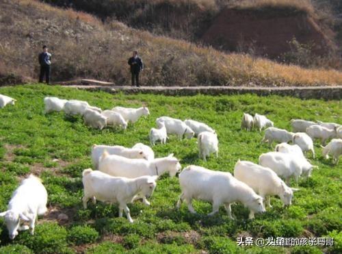 蜥蜴养殖前景怎么样:2019年养殖前景怎么样？做养殖合适吗？