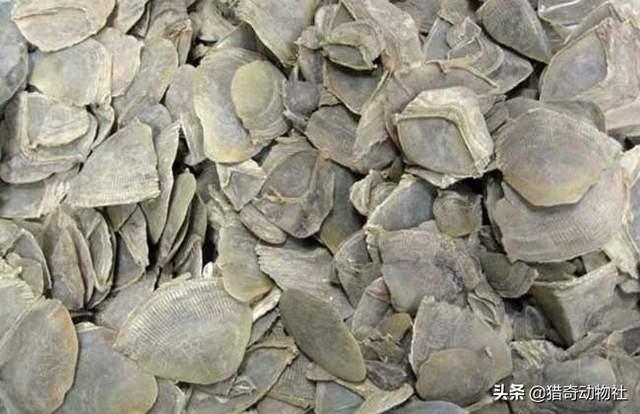 南非犰狳蜥:世界上存在过哪些奇特的古生物？ 南非犰狳蜥蜴