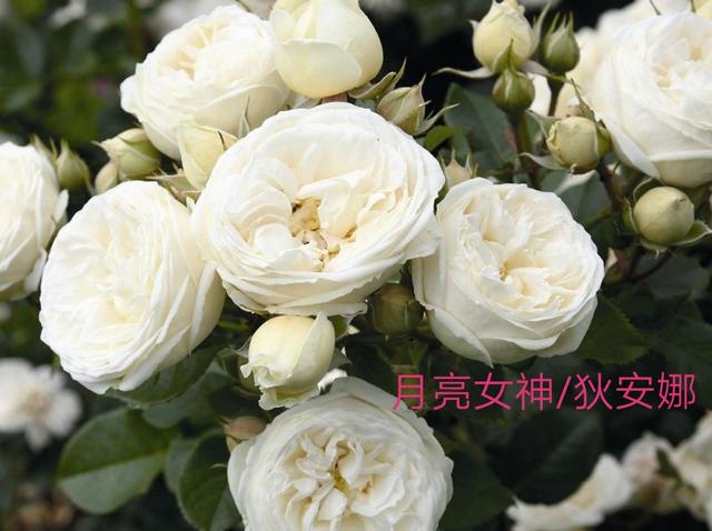 优秀月季花品种介绍百度网:名贵月季十大品种是哪些品种？