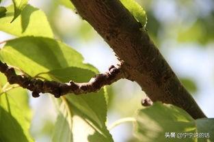 介壳虫图片:杏树上长满了褐色的虫卵，是什么虫害该怎样防治的呢？