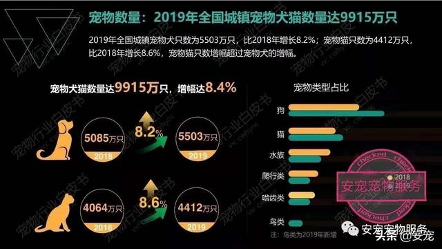 跳跳妹妹的宠物狗哪里多:在家里为什么狗狗总是要主人抱着它？