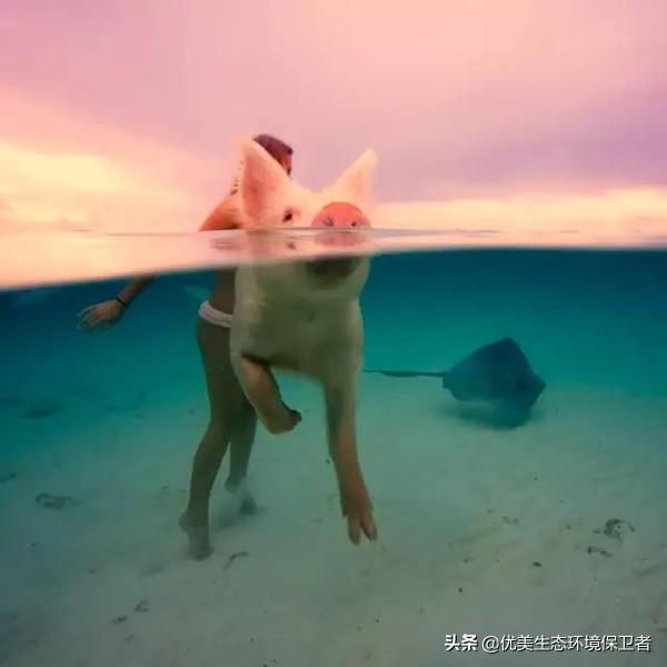 宠物猪劳劳:有人票选了智商最高的5种动物，大猩猩可以理解，猪为啥能上榜？