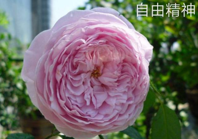 优秀月季花品种介绍百度网:名贵月季十大品种是哪些品种？
