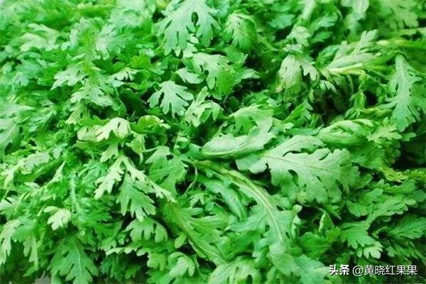 葵鼠 适应温度:茼蒿生长的适宜温度是怎样的？