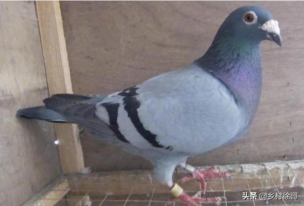 赛鸽打完疫苗几天可以洗澡:鸽子打疫苗前后适合使用活菌吗？
