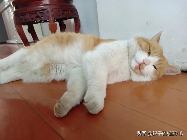 猫咪脾气不好怎么办:猫脾气不好太闹了而且攻击性强，我该怎么改善它的性格？