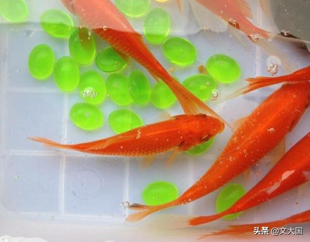养红鱼图片大全:淡水红鱼图片大全 家里养红鲫鱼的技巧？我是新手？
