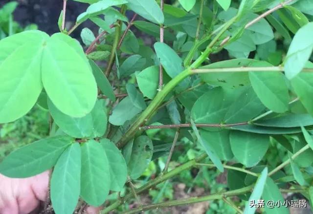 蛇灭门植物图片及名称:农村有种植物叫“蛇灭门”，可以种植在庭院里吗？如何种植？