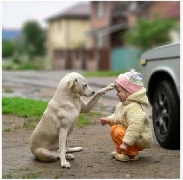 我做女犬的开心日子全下载:我们养狗，你们认为狗狗是开心的吗？