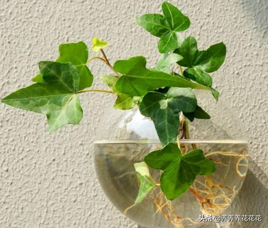 水生植物怎么养-家里养什么水培植物好