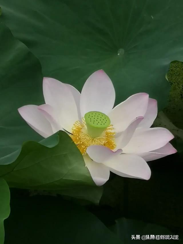 褴褛猫:富贵，是“富”重要，还是“贵”重要？
