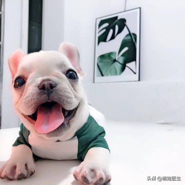 法斗常见皮肤病症状:怎么样能预防法斗患上皮肤病？