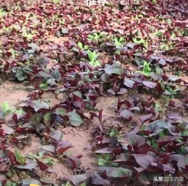 华南农村的树仔菜怎么做好吃，又到了挖野菜的季节，你喜欢吃什么野菜具体制作方法是怎样的