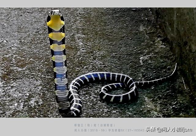 水蛇图片:你手机拍的蛇类的照片能否分享一下？