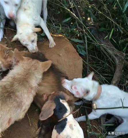 国外猎犬排名:世界上排行前三的猎犬是哪三种猎狗，为什么？
