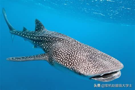 头条问答 - 我国的近海可能有鲨鱼吗?(67个回答)