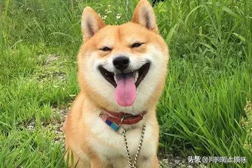 超级狗:我家狗狗超级喜欢你摸它头为什么？