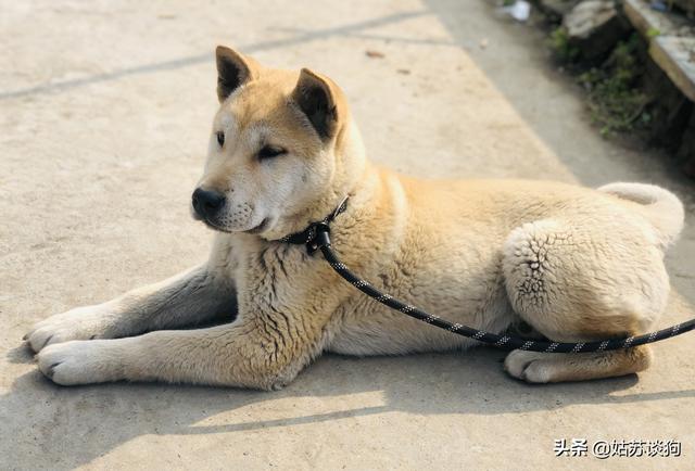 大连叶青松狮犬舍:狗在冬天待在外面会被冻死吗？