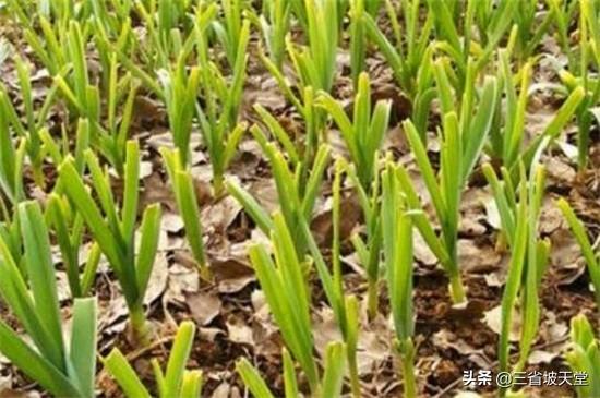 梭鱼草种子种植方法:蒜种子的种植方法是什么？