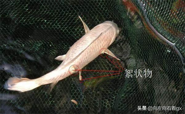 观赏水族疾病防治学:养鱼池(有鱼)如何用高锰酸钾消毒？