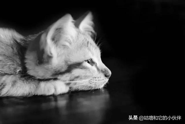 猫咪肾衰竭吃什么食物好:三岁多的罗威纳犬得了肾衰能治好吗？