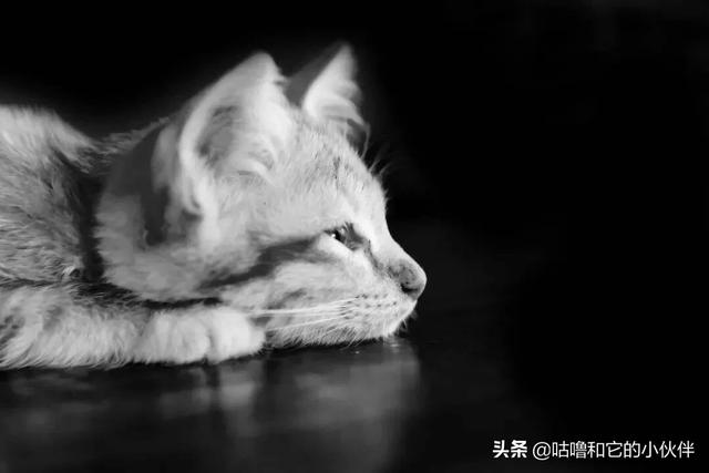 猫咪肾衰:三岁多的罗威纳犬得了肾衰能治好吗？