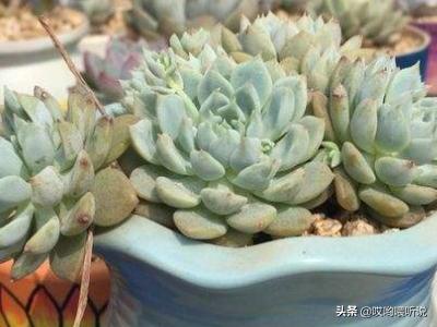 多肉植物栽培:老师！养多肉植物用什么土种植好？上什么肥料好？