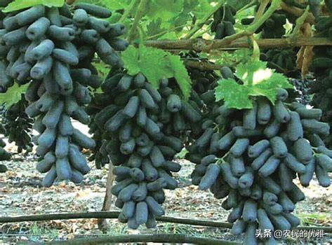 蓝宝石对身体的好处,蓝宝石葡萄为何受大众欢迎？