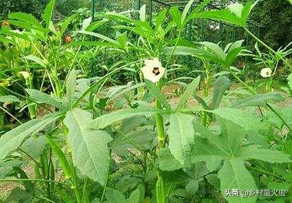 透红小丑红肚葵:锦葵、蜀葵、秋葵三种植物怎么区分？