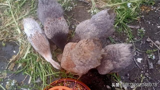 鸡爱吃什么植物？