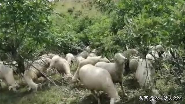 磺胺间甲氧嘧啶钠犊牛用量:五十斤小猪脑炎打多少青霉素？