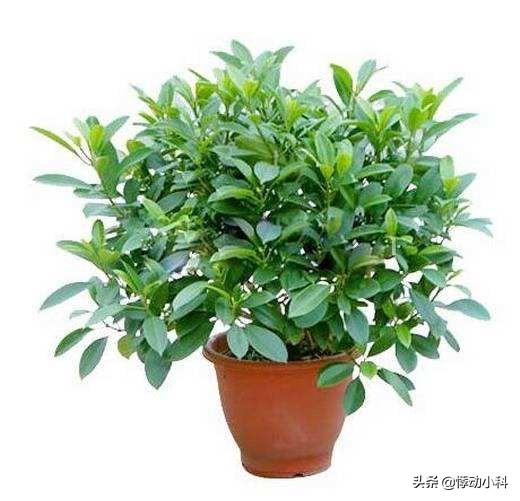 非洲茉莉的作用:非洲茉莉适合在室内养吗？