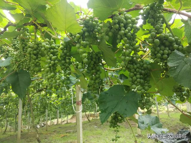 葡萄种植方法和时间:葡萄种植时间和方法视频 葡萄种植时每亩地种多少棵合适？行间距和株距怎么确定？