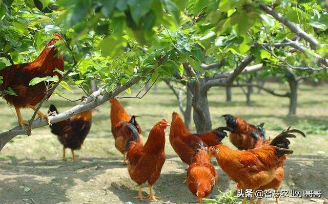 求求万能的头条家人怎样让农副产品不再滞销,农产品不再廉价？