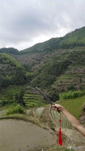 狗和狼的DNA一样吗？插图32